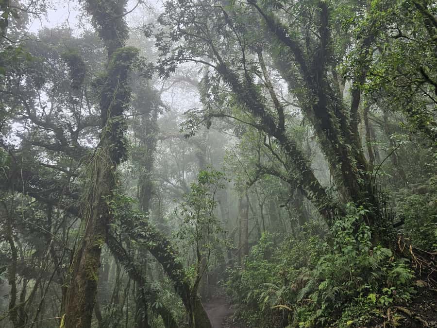 2-day tour from Antigua 1 night in Acatenango Volcano - The language and organization question