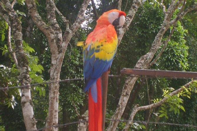 20 Day Adventure in Guatemala Belize and Honduras - Days 4 to 6: San Ignacio, caves, and Xunantunich