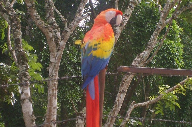 20 Day Adventure in Guatemala Belize and Honduras - Days 11 and 12: Crossing into Honduras and visiting Copán