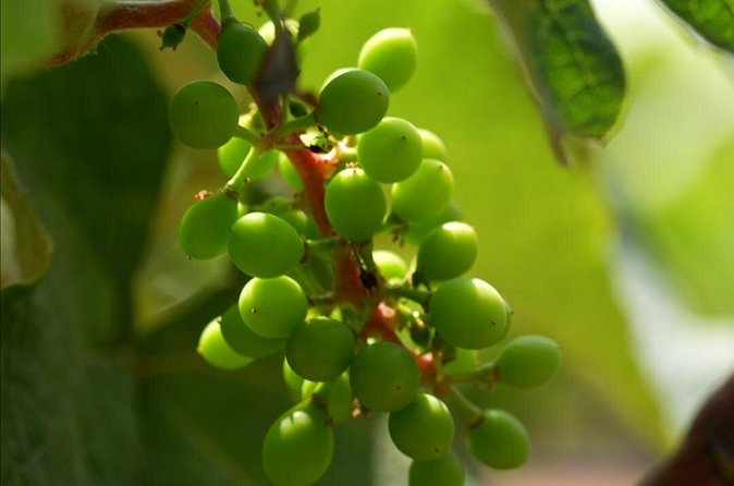 3-Hour Chateau Defay Vineyard Tour in Central America - The tasting: learning how to pay attention