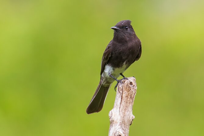 5-Hour Private Birdwatching Experience in San Juan La Laguna - Starting at the Catholic Church in San Juan