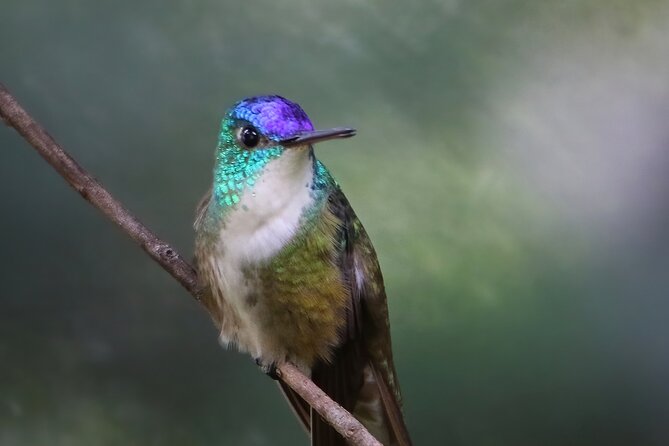 5-Hour Private Birdwatching Experience in San Juan La Laguna - Morning temperatures and what to pack