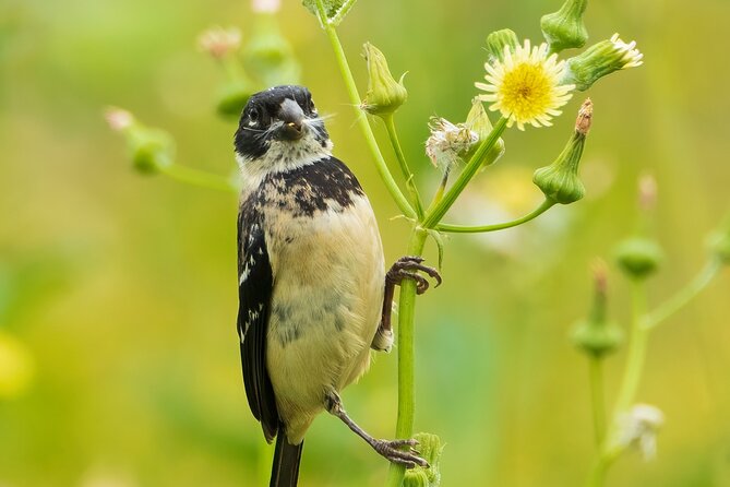 5-Hour Private Birdwatching Experience in San Juan La Laguna - Is $50 per person good value?
