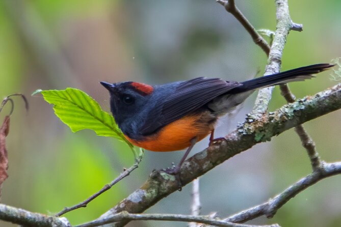 5-Hour Private Birdwatching Experience in San Juan La Laguna - Weather, cancellation, and booking timing