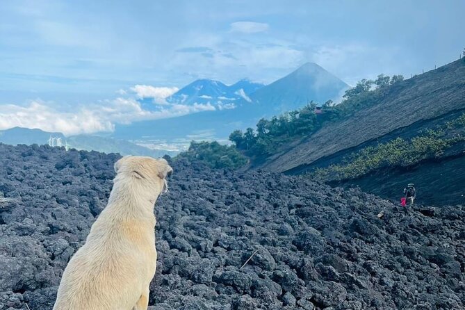 Adventure Tour Climbing the Pacaya Volcano with Pickup - Thirty Minutes for Photos at the Top