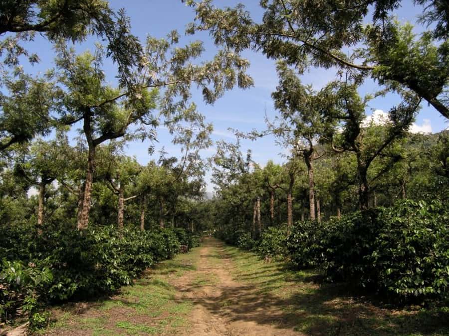 Antigua Sip 'n Cycle Half-Day Bike Ride and Coffee Tour - Key points to know before you book