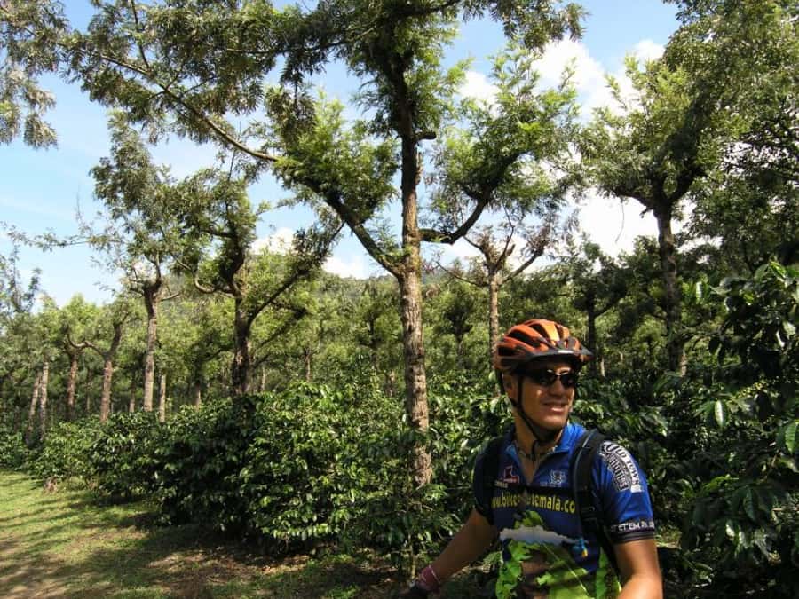 Antigua Sip 'n Cycle Half-Day Bike Ride and Coffee Tour - Learning how Guatemalan coffee reaches your cup