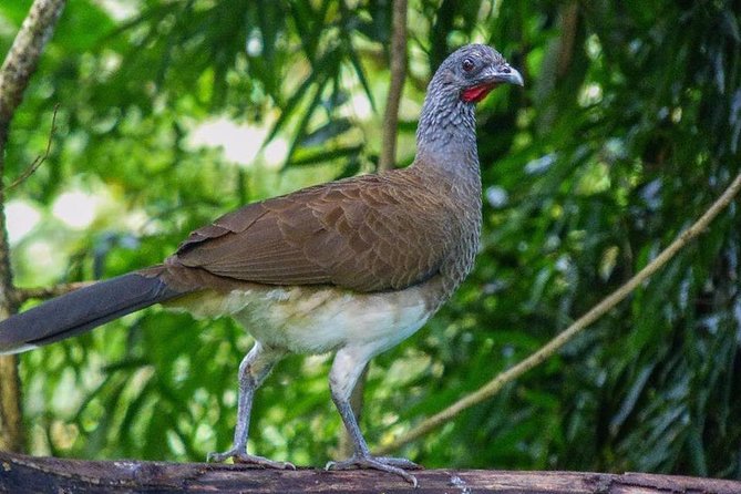 Atitlan Hiking and Birding - Day tour from Antigua - Hiking effort, waterfalls, and footwear