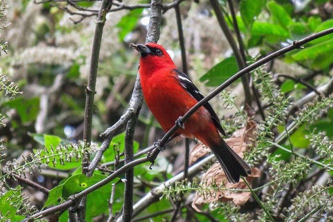 Atitlan Hiking and Birding - Day tour from Antigua - Private transport and group size
