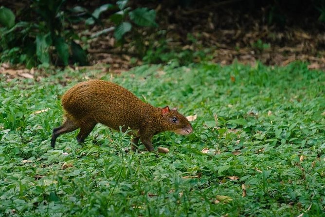 Atitlan Hiking and Birding - Day tour from Antigua - The price, timing, and cancellation rules