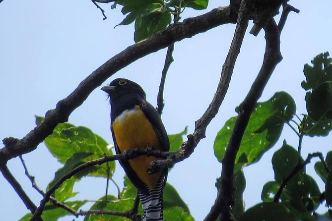 Atitlan Hiking and Birding - Day tour from Antigua - Four hours among the forests of Los Tarrales