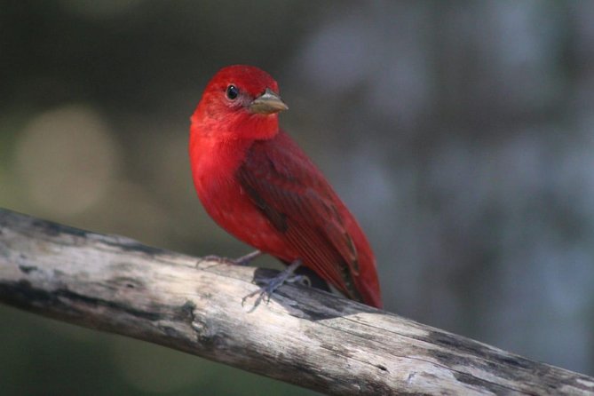 ATM Belize Cave shared Day Tour from Flores Guatemala - Who should book this experience