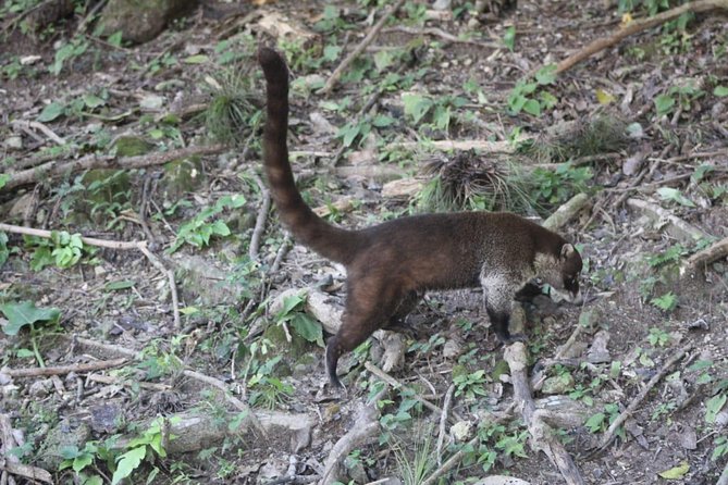 ATM Belize Cave shared Day Tour from Flores Guatemala - 5:00 a.m. pickup in Flores