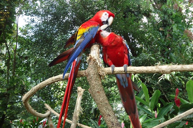 Auto Safari Chapin Drive-Through Nature Park & Zoo from Puerto Quetzal - Key points to know before you book