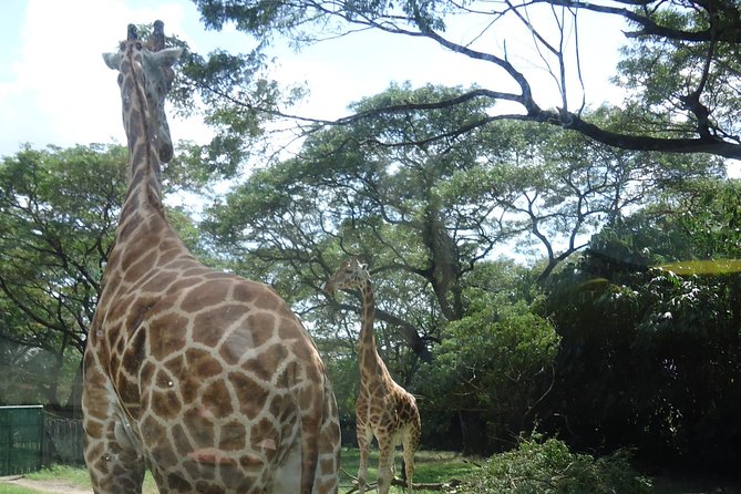 Auto Safari Chapin Drive-Through Nature Park & Zoo from Puerto Quetzal - Entering a zoo built around a drive-through visit