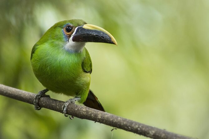 Birdwatching and Scenic Trail - Starting Above Antigua at Finca El Pilar