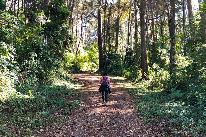 Birdwatching and Scenic Trail - Pine-Oak Forest and the Gradual Climb