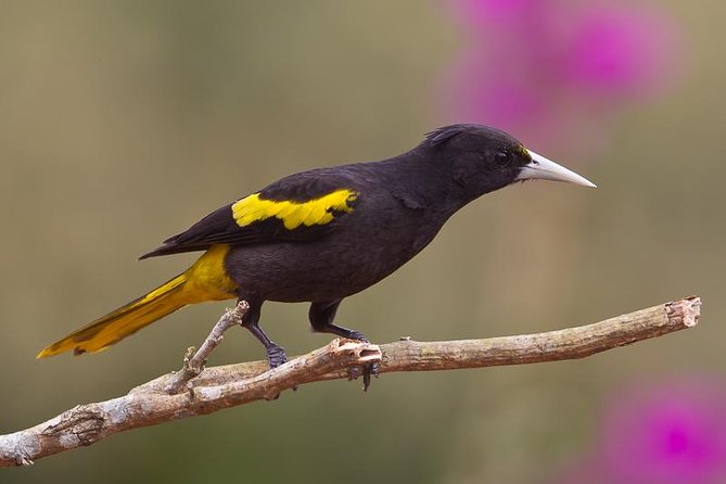 Birdwatching to the Mangrove of Paredon (From Puerto Quetzal) Private Tour - Key details to know before you go