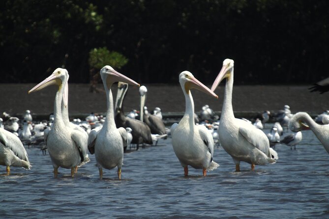 Birdwatching to the Mangrove of Paredon (From Puerto Quetzal) Private Tour - Why the private format matters on a cruise day