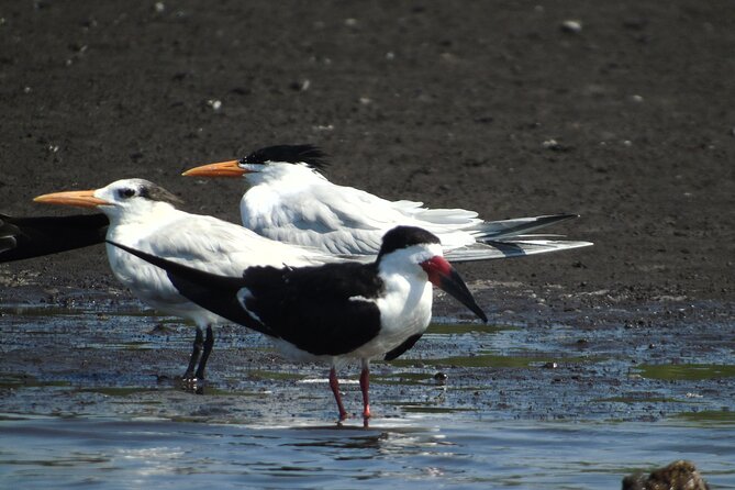 Birdwatching to the Mangrove of Paredon (From Puerto Quetzal) Private Tour - The human side of the day