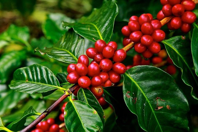 Coffee plantation and Antigua combo - Key points to know before booking
