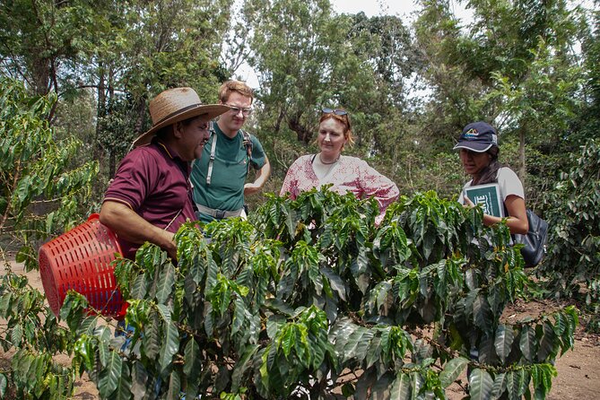 Coffee Tour in Antigua Guatemala - Ciudad Vieja and the working farm