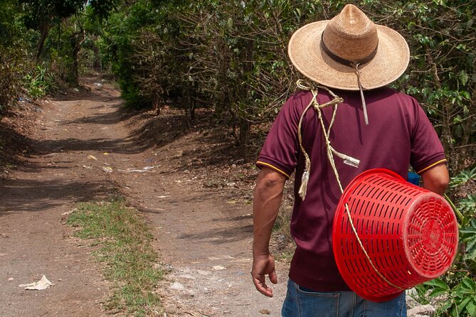 Coffee Tour in Antigua Guatemala - 9:00 AM pickup from Antigua