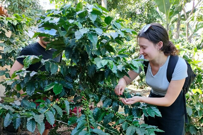 Coffee Tour in Lake Atitlán - Key points at a glance