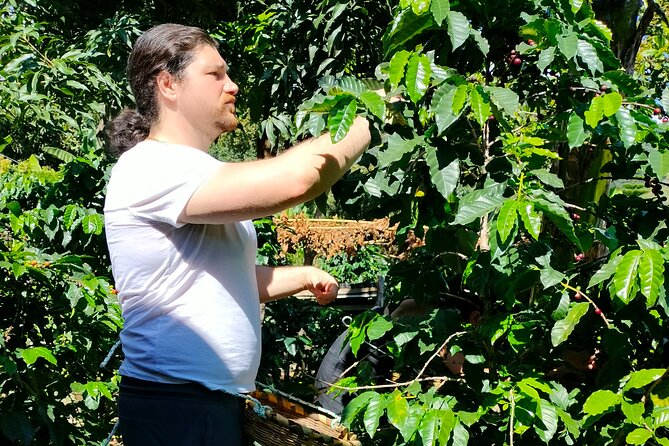 Coffee Tour in Lake Atitlán - Walking through San Juan’s coffee plots