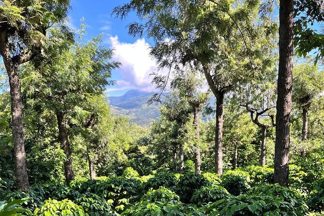 Coffee Tour in Sacatepéquez with Tasting - What makes this coffee visit worth your morning