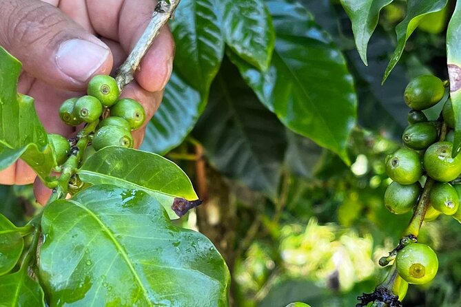 Coffee Tour in Sacatepéquez with Tasting - Meeting a family that takes coffee to the cup
