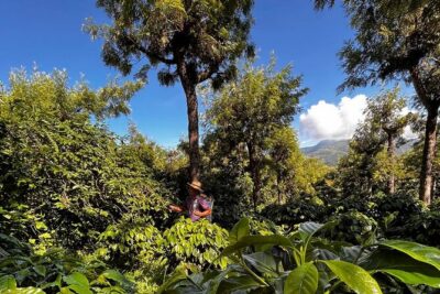 Coffee Tour in Sacatepéquez with Tasting
