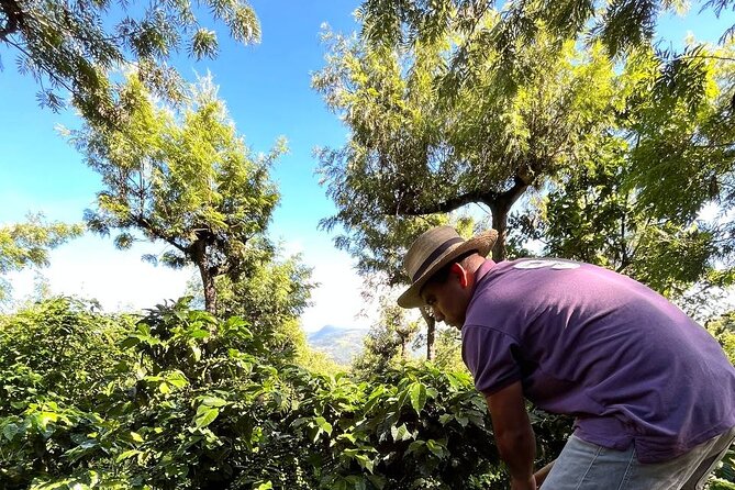 Coffee Tour in Sacatepéquez with Tasting - Small details that improve the visit
