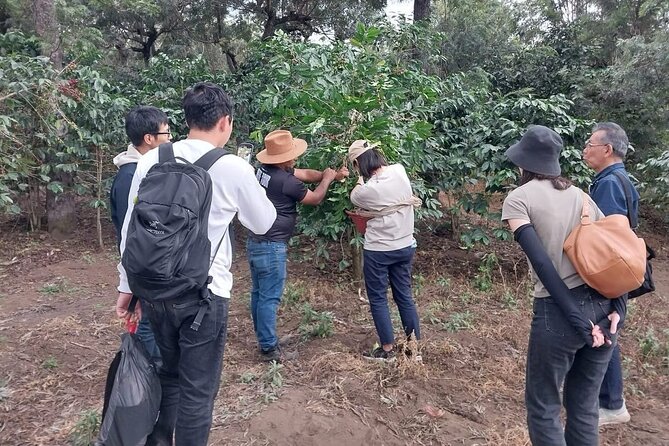 Coffee tour near the Agua Volcano with tasting - Walking through a working Guatemalan coffee farm