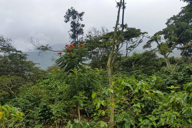 Coffee Walk Tour in San Juan La Laguna - Walking into coffee country near Lake Atitlán