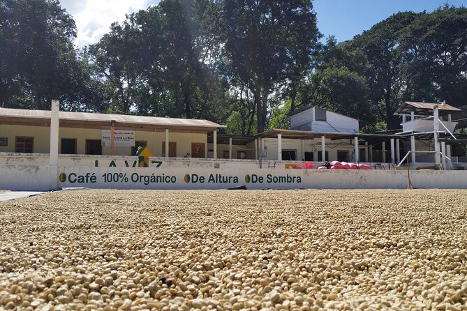 Coffee Walk Tour in San Juan La Laguna - The plantation walk and the people behind the crop