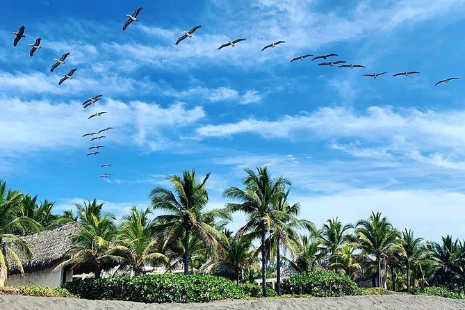 Day Tour Between Mangroves, Fishing & Black Sand Beach Activities + Lunch - Arriving at Monterrico’s black sand beach