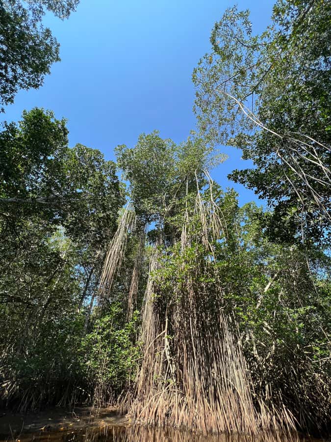 El Paredón: Mangrove Boat Tour with Optional Fishing - Why the mangroves matter around El Paredón