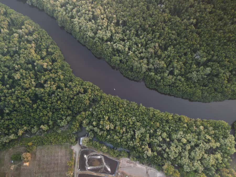 El Paredón: Mangrove Boat Tour with Optional Fishing - Optional fishing using local techniques