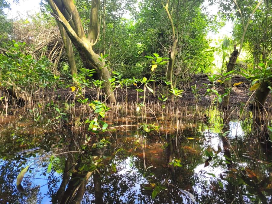 El Paredón: Mangrove Boat Tour with Optional Fishing - What the $55 price includes