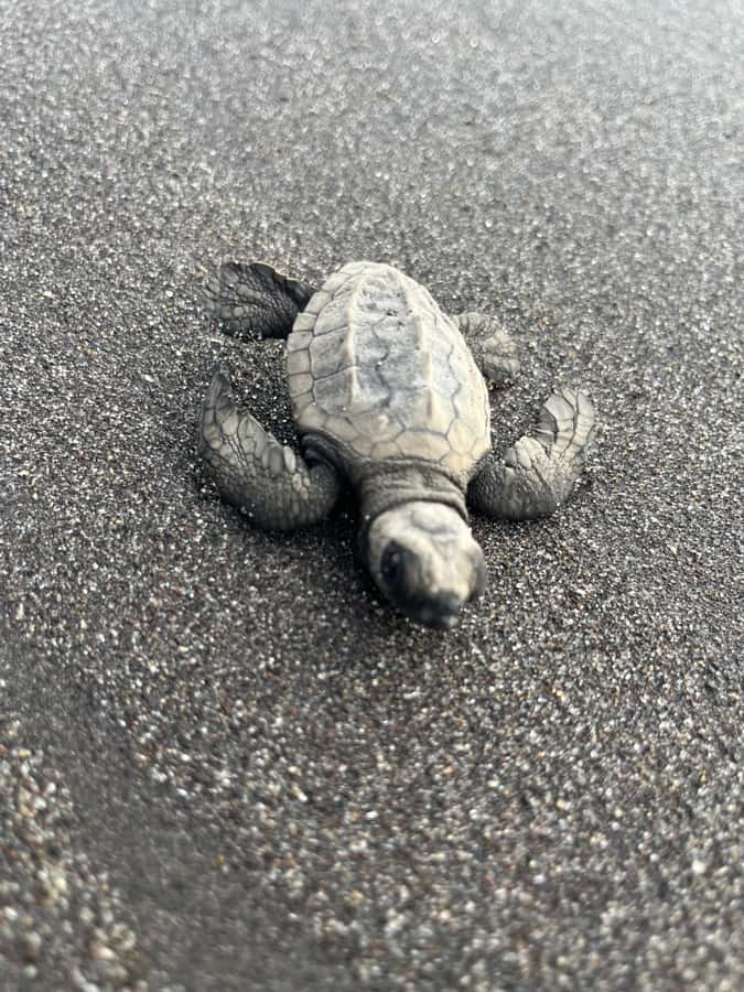 El Paredón: Sea Turtle and Salt Farm Tour - Why This El Paredón Tour Feels Different