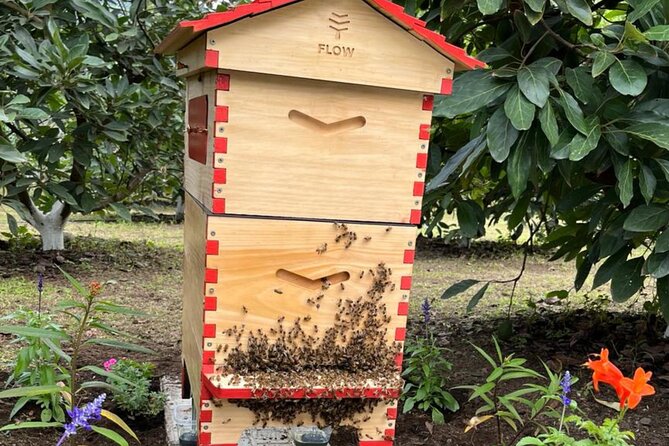 Experience: Organic Coffee, Avocados, Honey & More! - Bees, honey, and useful farm technology