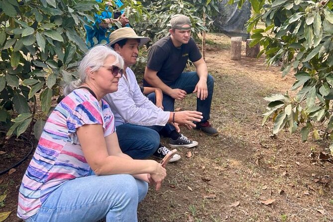 Experience: Organic Coffee, Avocados, Honey & More! - A family farm with a personal story