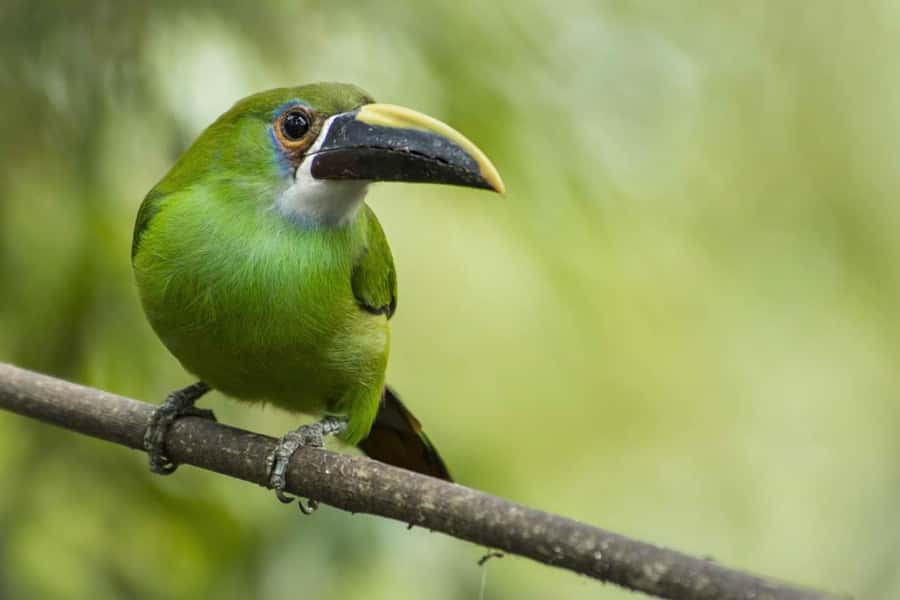 From Antigua Guatemala: Birdwatching and Scenic Hiking Tour - What to pack for Finca El Pilar