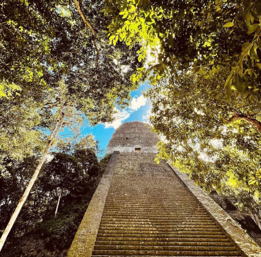 From Flores: Tikal National Park Private Day Trip with Lunch - The 8:00 AM pickup from Flores or the airport