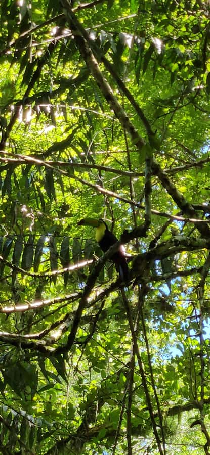 From Flores: Tour Tikal All Inclusive - Meeting at 7:30 am in Flores or Mundo Maya Airport