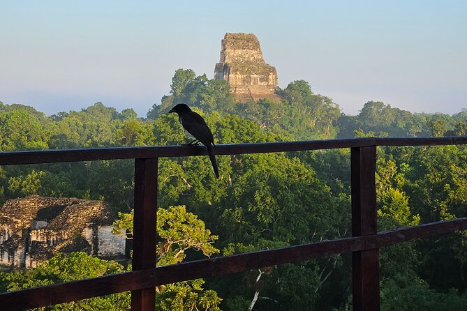 Guided Tour of Tikal from Flores with Lunch - Key points to know before booking