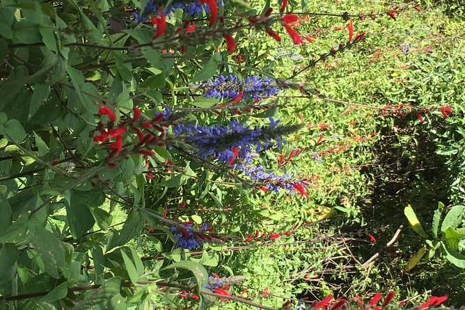 Hike in pristine Forest, a view from above Atitlan - A forest walk with a different view of Atitlan