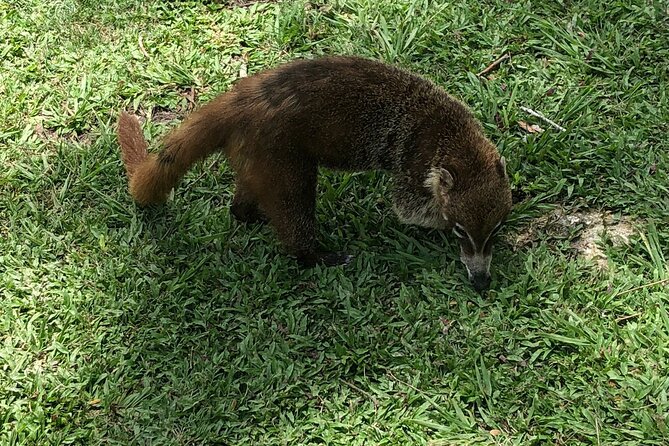 Mayan Adventure: Tikal in a Day - Is $125 a fair price?