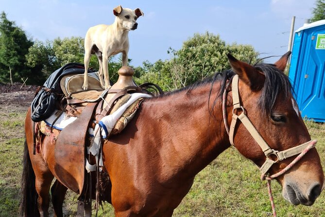 Puerto Quetzal Pacaya Volcano Horseback Ride with Lava Pizza - Why the private format matters